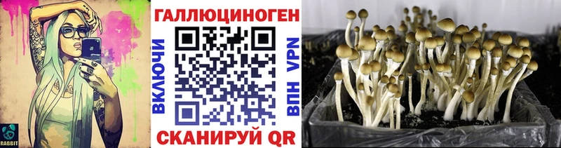 Купить где  Урай  Галлюциногенные грибы Psilocybine cubensis 